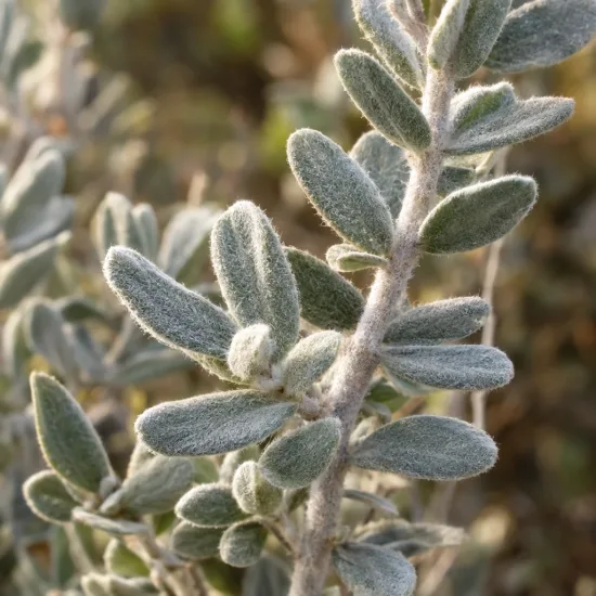 Sauge du désert (Leucophyllum frutescens) — gros plan sur rameau aux feuilles duveteuses · Photo d'illustration
