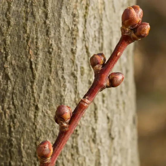 Tilleul commun 'Pallida' (Tilia europaea) — rameau avec plusieurs bourgeons sur tronc d’arbre