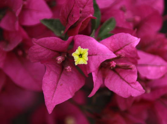 Bougainvillée glabra trep. 'fuchsia'