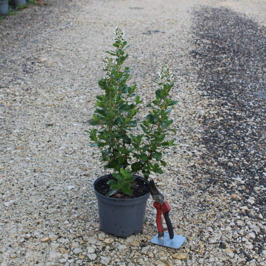 Escallonia blanc