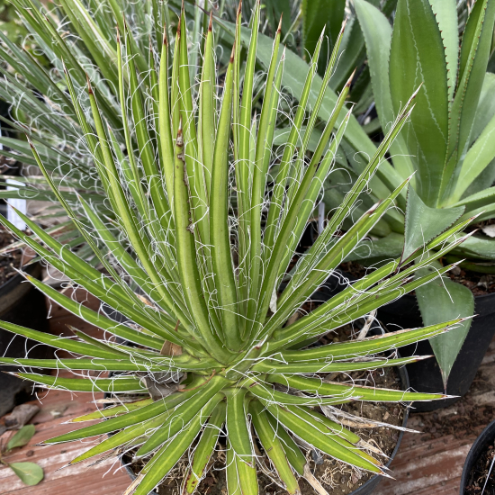 Agave  multifilifera