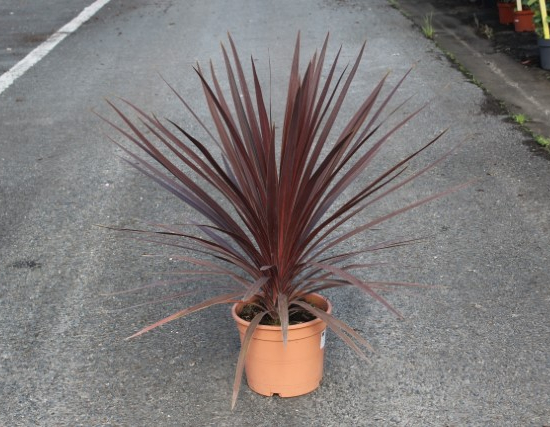 Cordyline 'Red star'