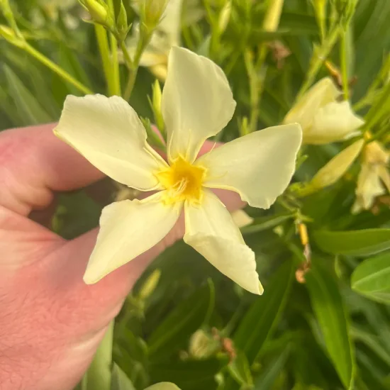 Laurier rose 'Marie Gambetta' (Nerium oleander) — main tenant une fleur jaune pâle ouverte