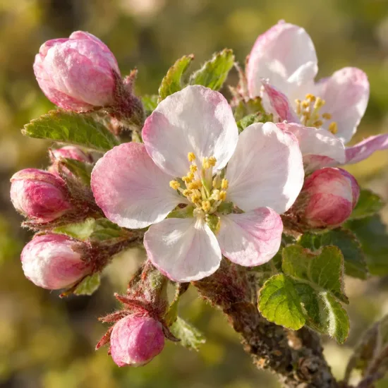 Pommier 'Gordin churia' (Malus domestica) — fleurs ouvertes et boutons floraux rosés en gros plan · Photo d'illustration
