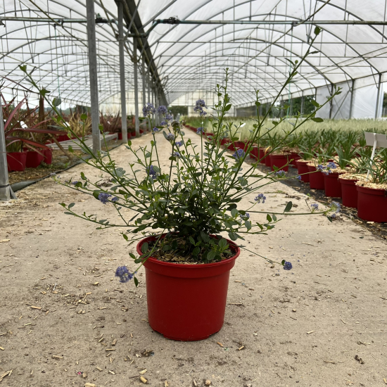Céanothe Skylark