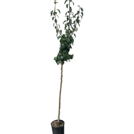 Poirier blanquilla de aranjuez