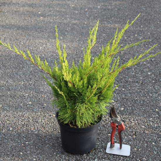 Genévrier 'Mint julep'