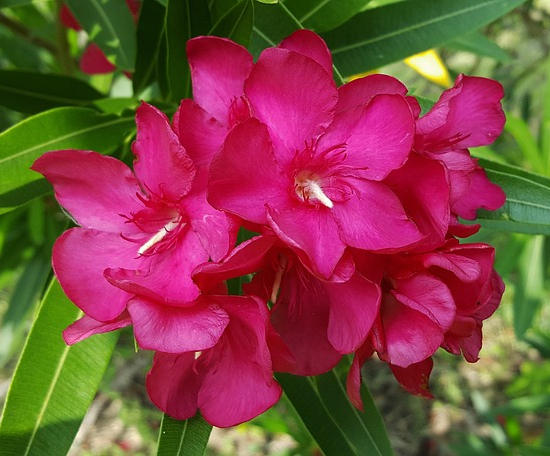 Laurier rose (rouge)