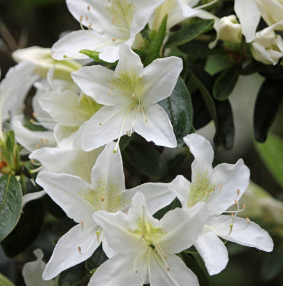 Azalée de chine 'Viscosum blanc'