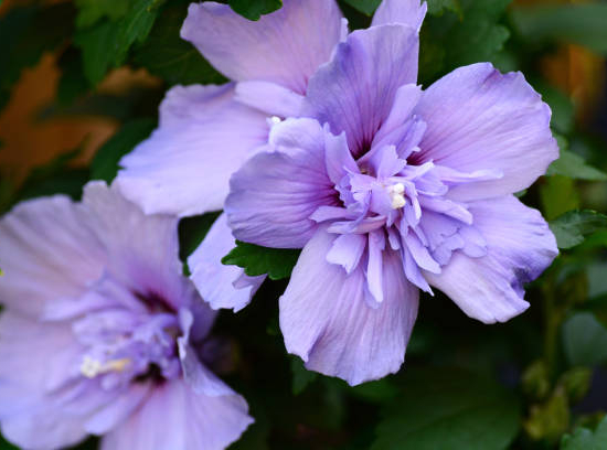Althéa 'Blue chiffon'