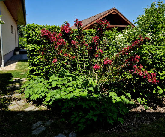 Weigelia 'Bristol ruby'