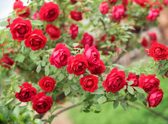Rosier 'the fairy' rouge