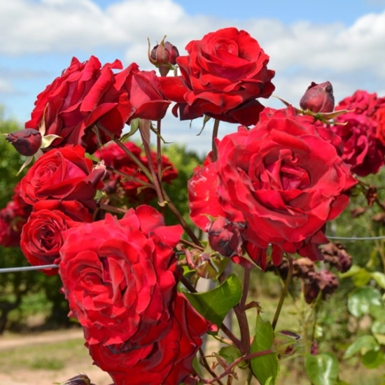 Rosier 'Messire delbard '