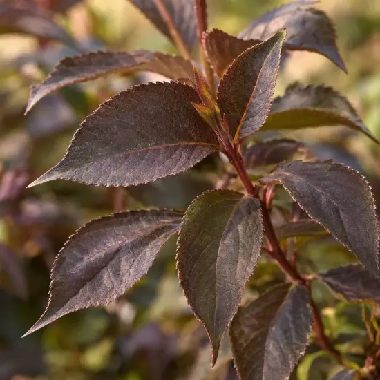 Weigelia 'Nana purpurea' (Weigela floribunda) — gros plan sur jeunes feuilles pourpres dentelées