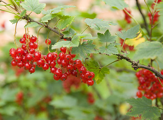 Groseillier à grappes 'Raisin agate rouge'