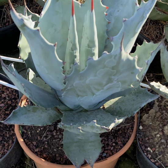 Agave  cinerascens