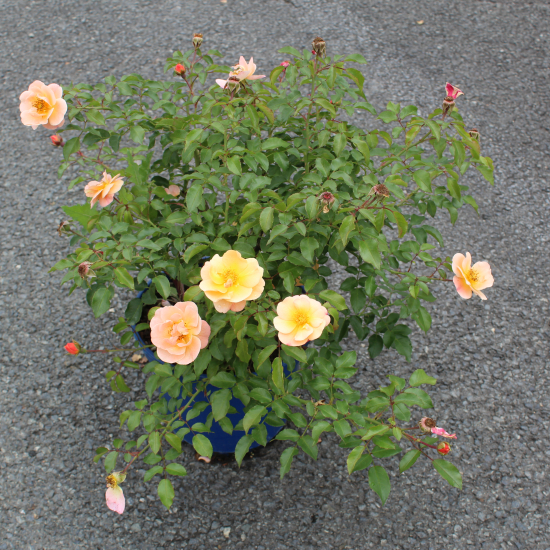 Rosier 'Calizia orange saumone '