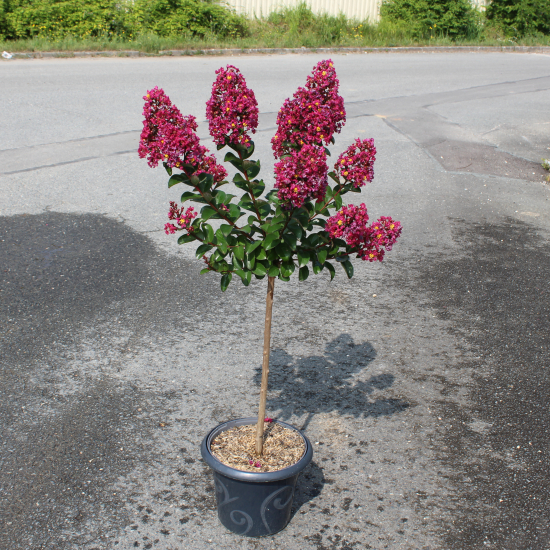 Lilas des indes 'Berry dazzle'