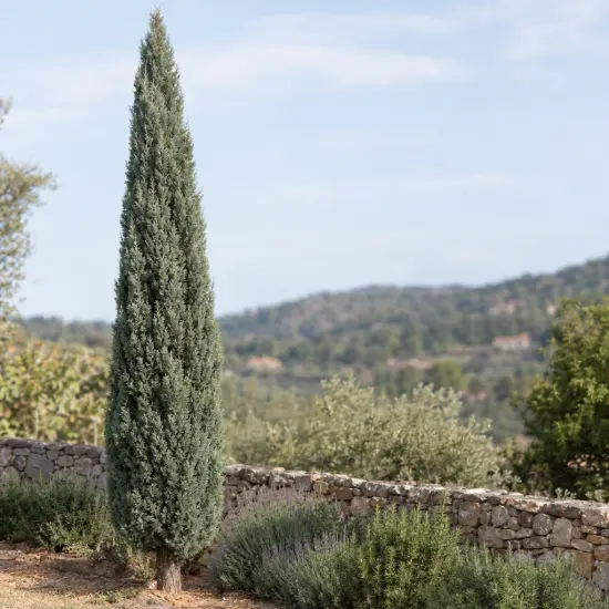 Cyprès de l'arizona 'Fastigiata' (Cupressus arizonica) — conifère étroit dressé devant un muret