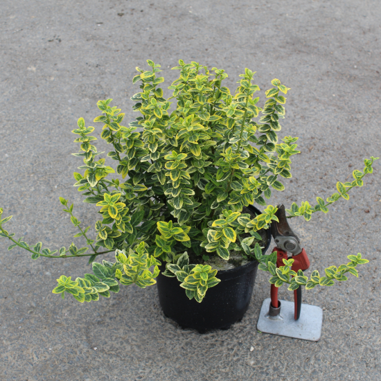 Fusain de fortune 'Emerald n gold'