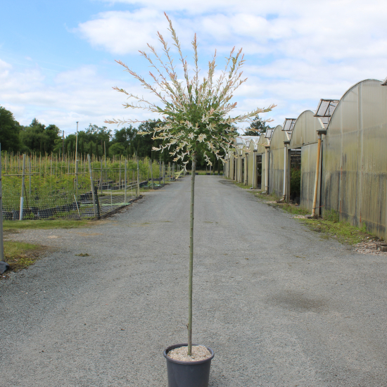 Saule crevette 'Hakuro nishiki'