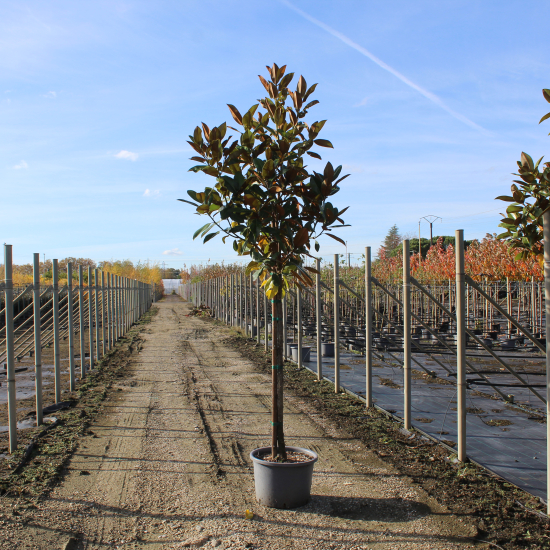 Magnolia de la galissonnière 'Galissoniere'
