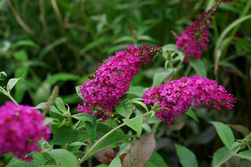 Arbre aux papillons 'rouge royal'