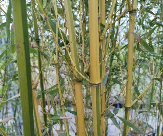 Bambou jaune strié vert