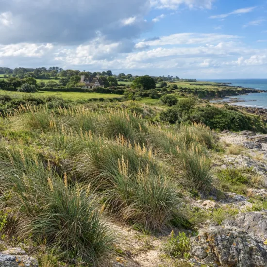 Ammophylla (Ammophylla arenaria) — touffes d’herbe hautes sur côte rocheuse côtière · Photo d'illustration