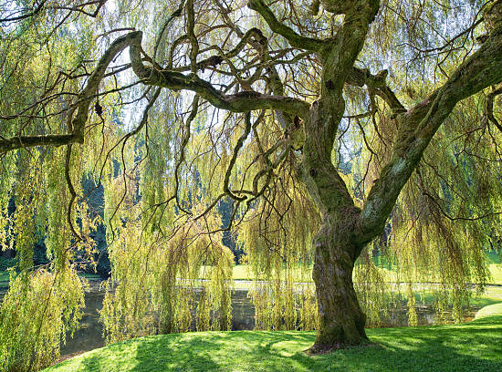 Saule pleureur 'Tristis'