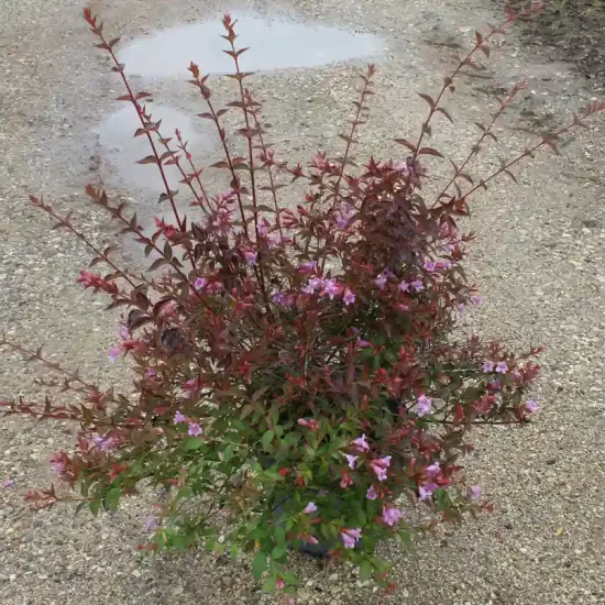 Abélia 'Edward goucher' (Abelia) — arbuste fleuri en pot sur sol gravillonné · Pot 5L