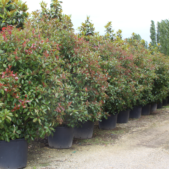 Photinia 'Red robin'