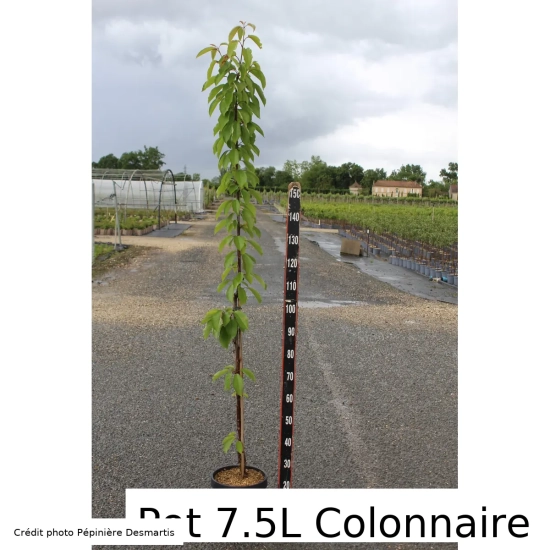 Cerisier 'Hedelfingen'