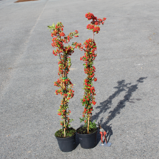 Buisson-ardent 'Rouge cadrou'