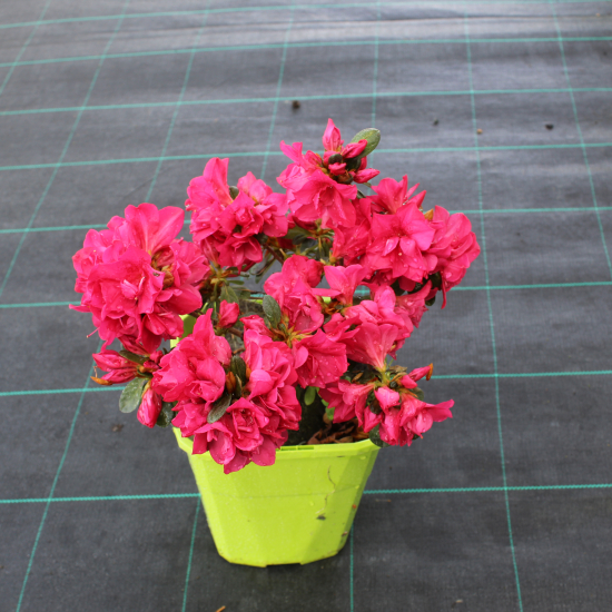 Azalée japonaise 'Bonfire rouge framboise'