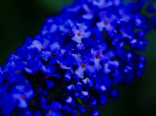 Arbre aux papillons 'bleu empereur'