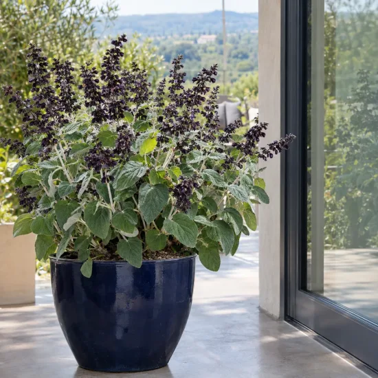 Sauge cassis (Salvia discolor) — plante en pot aux grandes feuilles et épis floraux · Photo d'illustration