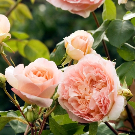 Rosier 'Papi delbard '