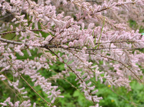 Tamaris d'été