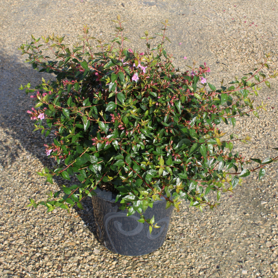 Abélia 'Edward goucher'