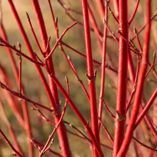 Cornouiller blanc 'Miracle' (Cornus alba) — tiges dressées rouge vif en gros plan · Photo d'illustration