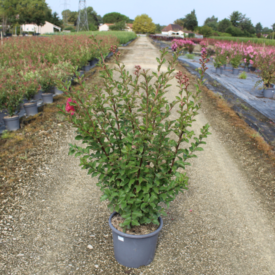 Lilas des indes 'Grand cru'