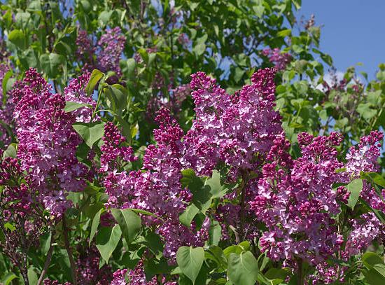 Lilas commun 'Prince wolkonsky rg'