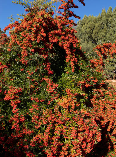 Buisson-ardent 'Orange cadange'
