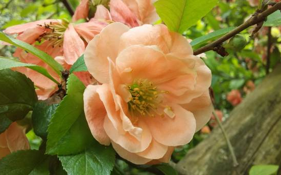 Cognassier à fleurs 'Cameo saumon'