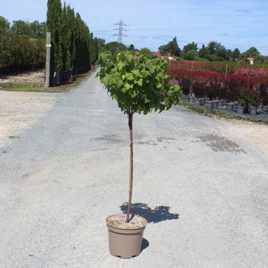 Cassissier 'Perle d auvergne'