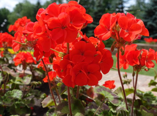 Geranium zonale
