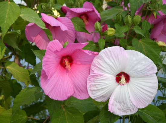 Hibiscus des marais 'Planet solene'