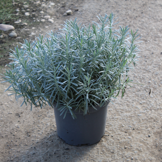 Lavandin 'Grosso'