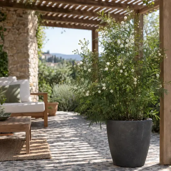 Acacia des prairies (Acacia angustissima) — arbuste fleuri en pot sur terrasse ombragée